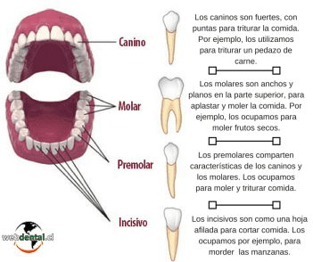 Premolares y función dental